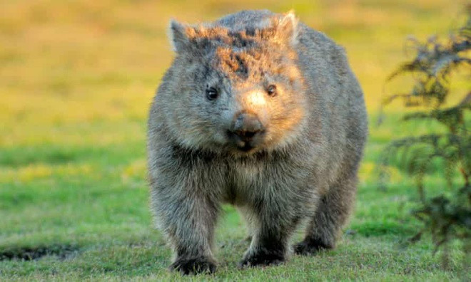 Tai sao gau tui wombat tao ra phan hinh khoi vuong?-Hinh-2