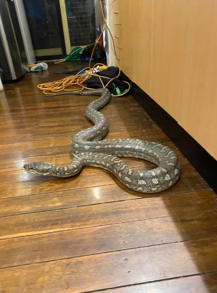 Dang xem TV, kinh hai phat hien tran khong lo co 100 cai rang-Hinh-2