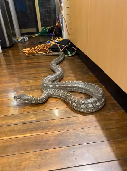 Dang xem TV, kinh hai phat hien tran khong lo co 100 cai rang-Hinh-2