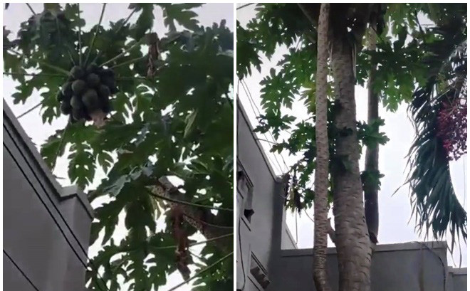 Cây đu đủ bị gãy bỗng đâm thêm 2 nhánh... sống lại kỳ lạ suốt 20 năm Cay du du bi gay bong dam them 2 nhanh... song lai ky la suot 20 nam