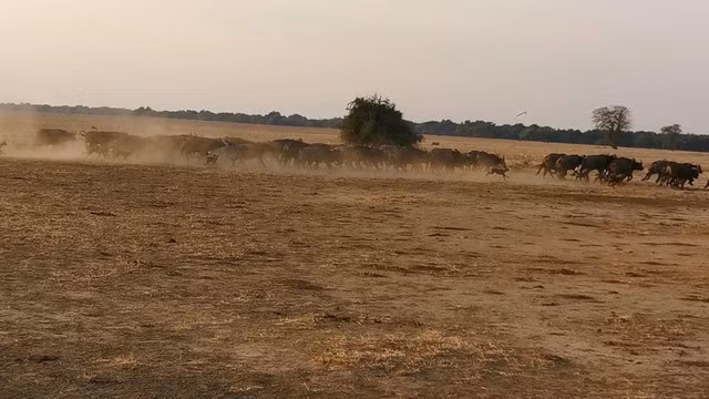 Dan cho hoang dot kich bay trau rung chau Phi va cai ket-Hinh-3