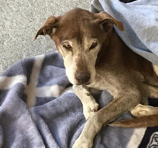 Loi don tieng cho sua nhu tieng khoc, co gai quyet tim su that-Hinh-6