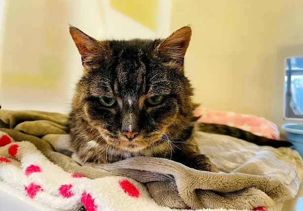 Meo cung quay ve tim chu cu sau 20 nam va cai ket