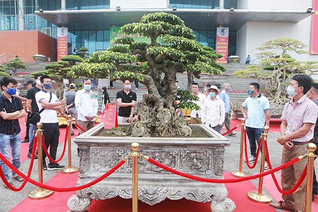 Cây sanh cổ có tên “Vạn cổ lưu phương” thuộc sở hữu của ông Nguyễn Hồng Quân (Thường Tín, Hà Nội), là dòng sanh Nam Điền được giới chơi cây thường nhắc đến như một cây tiêu biểu giữa lối chơi cổ và lối chơi hiện đại. Cây có giá trị trên 10 tỷ đồng.