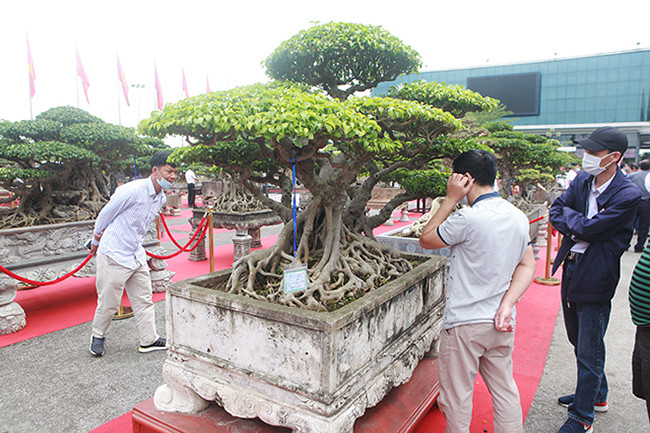 Cây sanh cổ có tên “Đài sen” của anh Lưu Quang Hưởng (Từ Sơn, Bắc Ninh) được giới chơi cây đánh giá rất cao về độ nghệ thuật, độ già cũng như giá trị kinh tế.