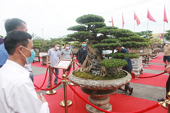 Tác phẩm sanh Nam Điền cổ “Huyền phượng vũ” của anh Tiến Năng (Hà Đông, Hà Nội) có giá trị hơn chục tỷ đồng.