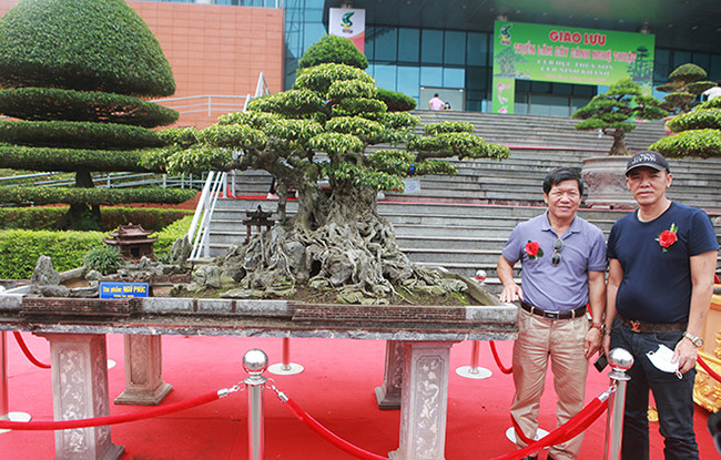 Giới chơi cây đánh giá đây là tác phẩm sanh quê rất đặc biệt, đột biến về lá (lá rất nhỏ).