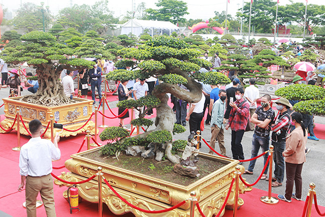 Bên cạnh “Tiên lão giáng trần” là tác phẩm duối cổ “Thiên long vũ hội” có tuổi đời khoảng 200 năm. Cách đây 3 năm đã có khách trả 14 tỷ đồng nhưng anh Toàn không bán.
