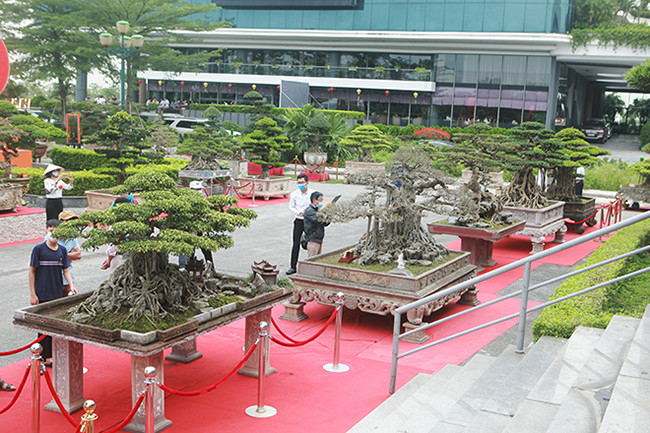 Trong hàng trăm cây cảnh nghệ thuật được trưng bày tại Trung tâm Hội nghị tỉnh Ninh Bình có một hàng cây đặt cùng nhau – được gọi là hàng cây vip, hay dãy “siêu cây”, mỗi cây là một tác phẩm nghệ thuật và có giá trị rất cao, dao động từ 10 – 100 tỷ đồng/cây.