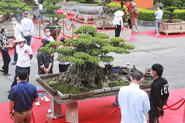 Tác phẩm sanh quê của anh Đinh Văn Tuấn (Thanh Trì, Hà Nội) có tên “Ngũ phúc” có tuổi đời hàng trăm năm. Cây sanh này được anh Tuấn phát giá khoảng 30 tỷ đồng khi anh Toàn “đô la” đến thăm, hỏi mua.