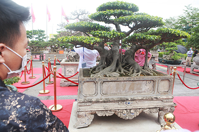 Một cây sanh cổ có tên “Tam đa” rất mịn màng và rất nghệ thuật cũng có giá trị trên 10 tỷ đồng.