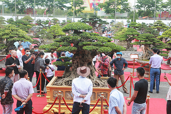 Một trong những cây cảnh được quan tâm nhất là cây sanh cổ “Tiên lão giáng trần” có tuổi đời khoảng 400 năm. Hiện tại, đây là cây sanh nghệ thuật có đại gia chơi lan var (đột biến) trả lên tới 100 tỷ đồng nhưng chủ nhân chưa bán.