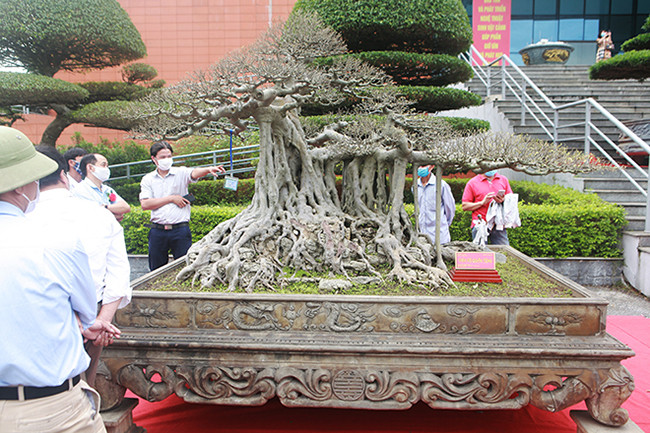 Tác phẩm sanh có tên “Vân vũ quần tùng” của anh Nguyễn Hưng (Đông Triều, Quảng Ninh) tuổi đời chưa cao nhưng được giới chơi cây đánh giá cây có dáng thế “độc nhất vô nhị” ở Việt Nam.