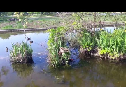 Diều hâu "ôm" gọn vịt trời, kẻ thứ 3 quấy phá và cái kết - Hình 2 Dieu hau