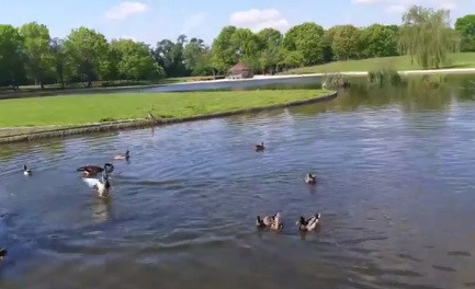 Diều hâu "ôm" gọn vịt trời, kẻ thứ 3 quấy phá và cái kết - Hình 4 Dieu hau