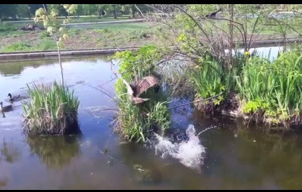 Diều hâu "ôm" gọn vịt trời, kẻ thứ 3 quấy phá và cái kết - Hình 3 Dieu hau