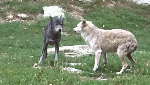 Tim thuc an thua, cho soi Omega bi thanh vien trong dan tan cong-Hinh-2