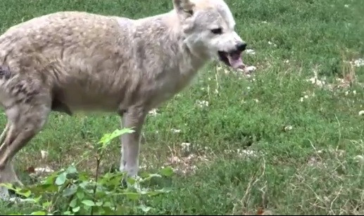 Tim thuc an thua, cho soi Omega bi thanh vien trong dan tan cong-Hinh-3