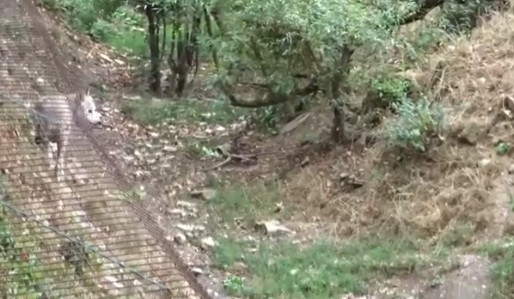 Tim thuc an thua, cho soi Omega bi thanh vien trong dan tan cong-Hinh-4