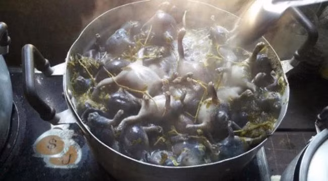 Mỗi khi đến mùa, người Chăm ở Ninh Thuận đi săn ếch òn để nhập cho các nhà hàng và người sành ăn.