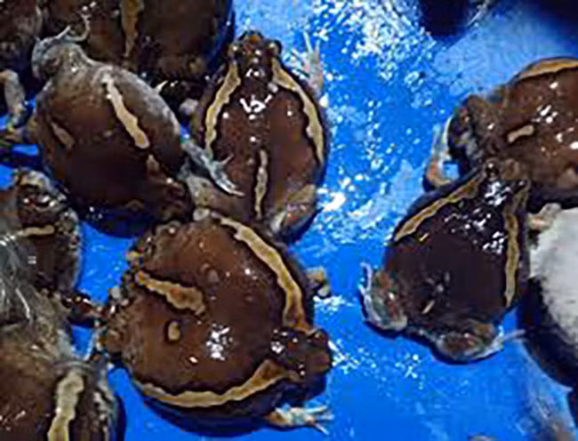 Nó là động vật lưỡng cư, sống trong đồi cát hay dưới chân núi - nơi có những miếng đất cát tơi xốp.