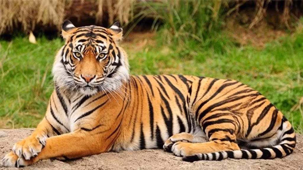 Tuổi Hổ, trung niên phú quý 40 tuổi là trung niên của nhiều người, nhưng lúc này những con hổ mới được mệnh danh là “Hổ rừng”, tuổi Dần là những người thuộc cung xa.