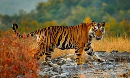 Cùng với việc những con hổ luôn mang tiếng tốt và mang lại may mắn cho quý nhân, thì ở tuổi 40, người tuổi Hổ sẽ rất may mắn.