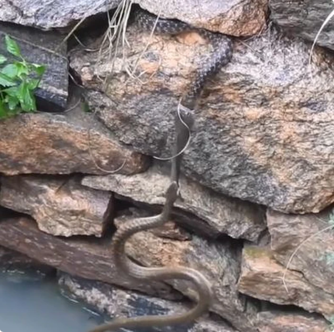 Dang ngoam dau con ran, ca loc bi con ran khac 