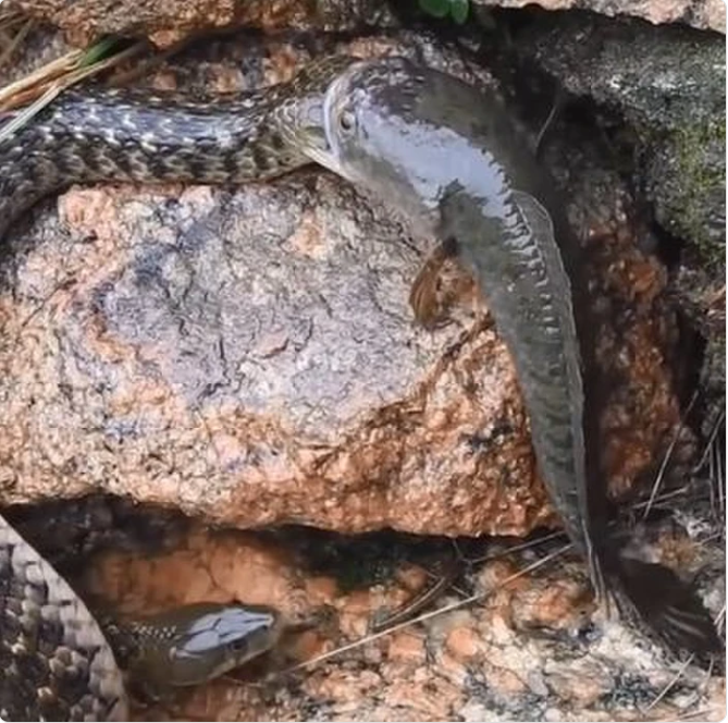 Dang ngoam dau con ran, ca loc bi con ran khac 