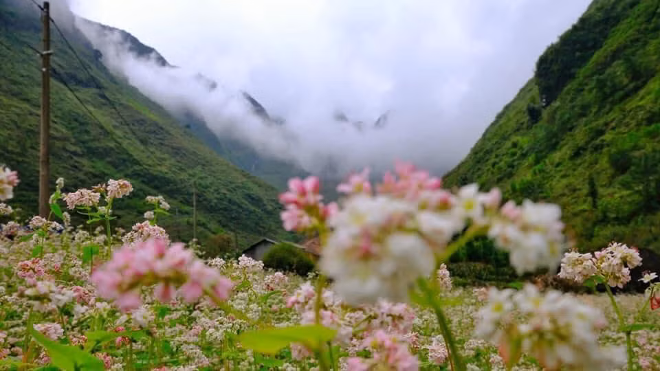 Mùa hoa nở kéo dài nhưng sắc hoa sẽ thay đổi dần theo thời gian từ màu trắng sang hồng nhạt, hồng đậm và cuối cùng là đỏ tím rồi tàn lụi. Ảnh: TINTIN ADVS