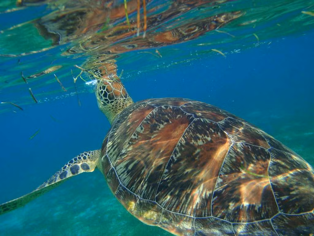 Quoc dao Maldives co gi dac biet?-Hinh-9