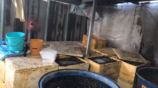 Hai hung phat hien 2,2 tan thit oc ngam hoa chat o TP HCM-Hinh-2