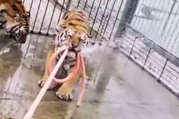 Ho vo chet nguoi trong giu trong so thu