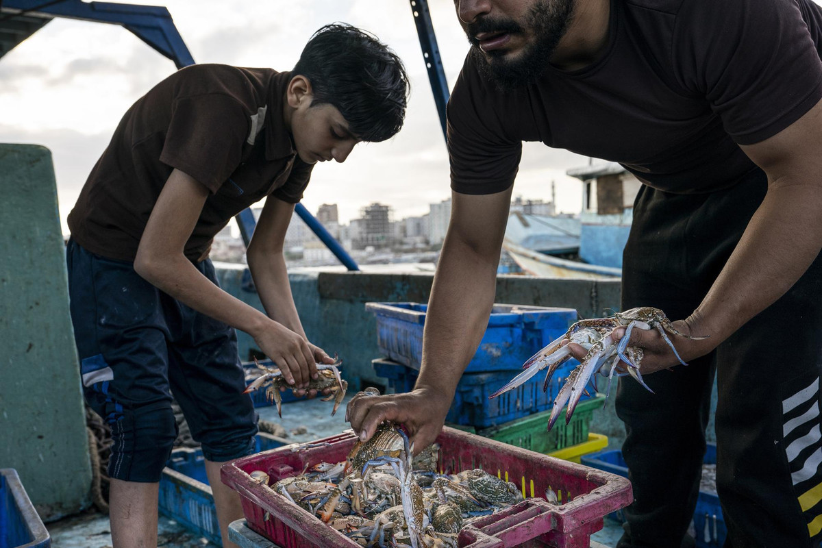 Một ngư dân trẻ tuổi phân loại hàng hóa trước khi chuyển tới chợ ở thành phố Gaza.