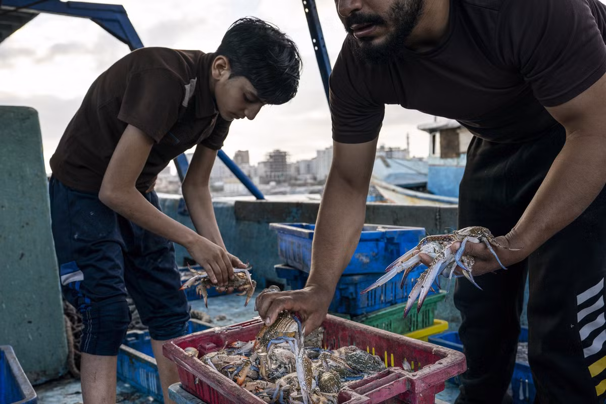 Một ngư dân trẻ tuổi phân loại hàng hóa trước khi chuyển tới chợ ở thành phố Gaza.