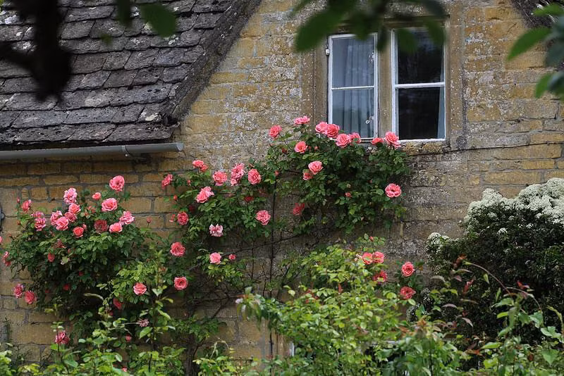 Nhung ngoi nha phu day hoa hong khien ai nhin cung me-Hinh-11
