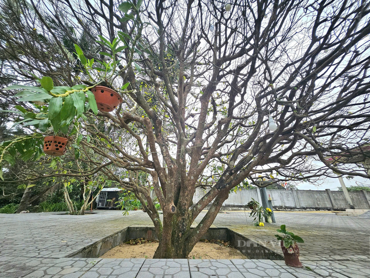 Cay mai gan 100 nam tuoi len gia tien ty van khong ban-Hinh-2