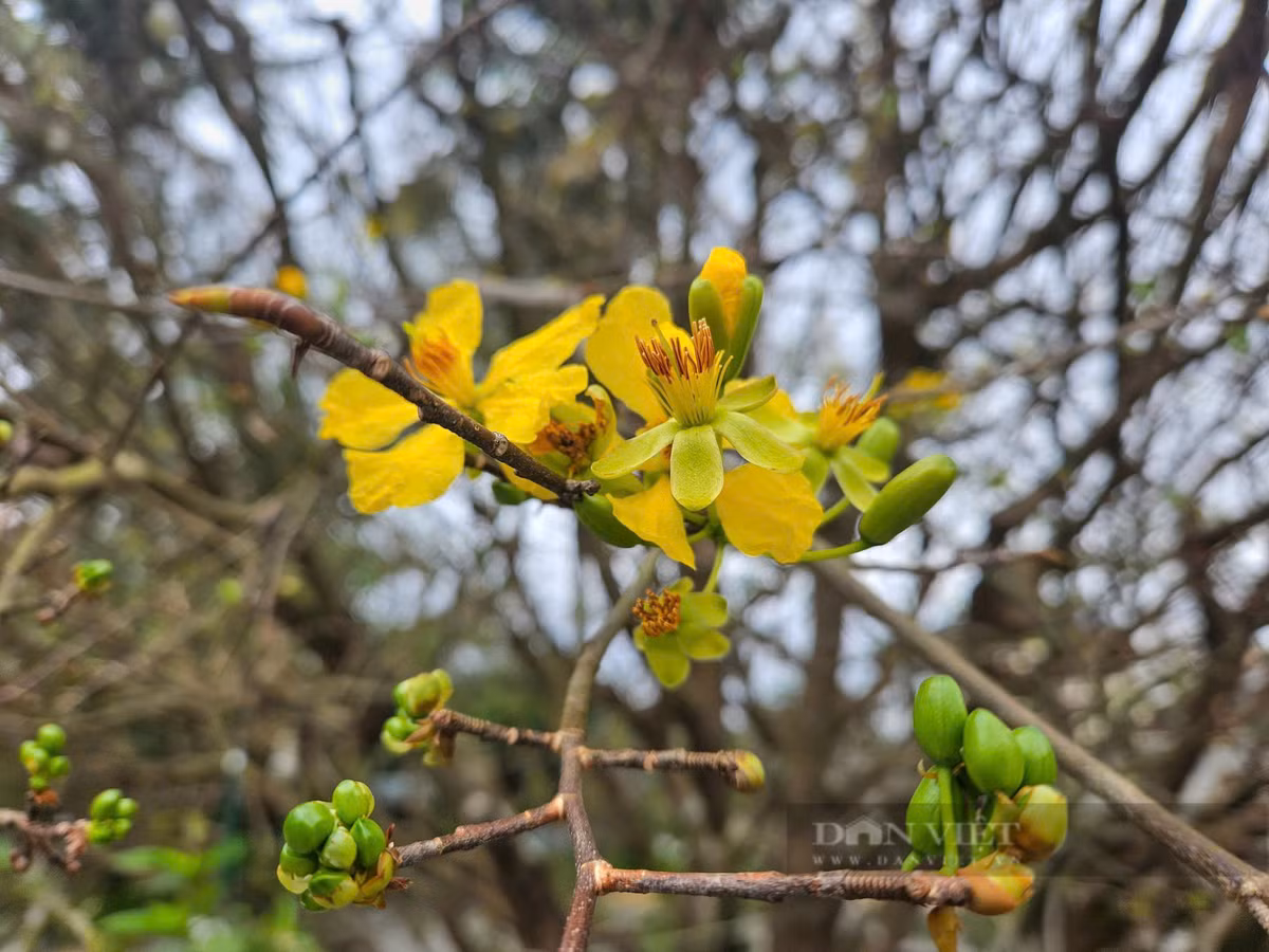 Cay mai gan 100 nam tuoi len gia tien ty van khong ban-Hinh-4