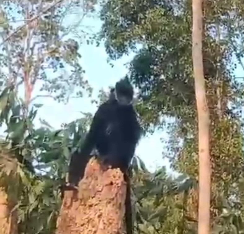 Xuất hiện voọc gáy trắng tấn công người dân ở Quảng Trị Xuat hien vooc gay trang tan cong nguoi dan o Quang Tri