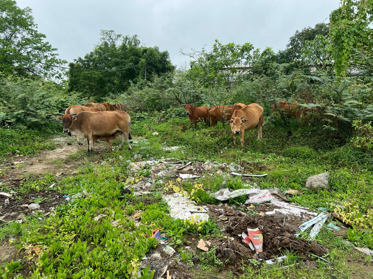 Chu quan be thui o Hue trom 12 con bo trong dem-Hinh-2