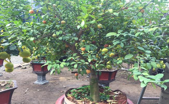 Cây chanh đào có khá nhiều trái này được rao bán với giá lên đến 10 triệu đồng. Giống chanh có trái vàng ươm, kết hợp với sắc đỏ ửng khá giống với màu sắc của trái đào. Nhìn vừa đẹp mắt lại vừa mang không khí xuân nên đây là món quà Tết được giới nhà giàu rất ưa chuộng.