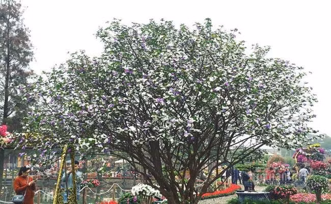 Hoa nhài Nhật cổ - loại hoa biến đổi màu sắc khá lạ mắt, có giá lên tới vài chục triệu đồng mỗi chậu đang thu hút giới đại gia Việt mua về chơi, làm quà biếu Tết tặng đối tác.