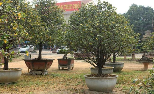 Mai tứ quý cũng là món quà Tết được người tiêu dùng ưa chuộng. Cây mai tứ quý này có giá lên đến 480 triệu đồng dù chưa nở hoa. Mai tứ quý khi hoa nở có màu vàng, sau đó chuyển sang màu đỏ rực đẹp mắt.