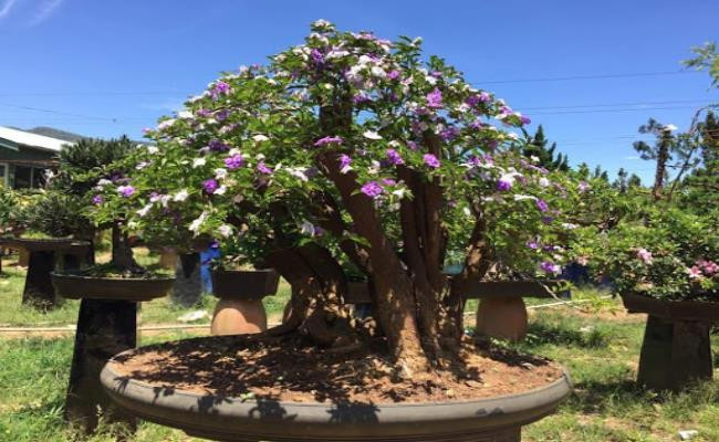 Những chậu hoa nhài thông thường nặng khoảng 1 tấn, cao 3 mét, tán cây có đường kính lên đến 3,2 mét. Cây có kích thước “khủng” như vậy giá thường dao động từ 60-70 triệu đồng/cây. Những cây cao khoảng 1-1,2 mét có giá từ 800.000 - 1.000.000 đồng/cây.