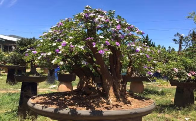 Những chậu hoa nhài thông thường nặng khoảng 1 tấn, cao 3 mét, tán cây có đường kính lên đến 3,2 mét. Cây có kích thước “khủng” như vậy giá thường dao động từ 60-70 triệu đồng/cây. Những cây cao khoảng 1-1,2 mét có giá từ 800.000 - 1.000.000 đồng/cây.