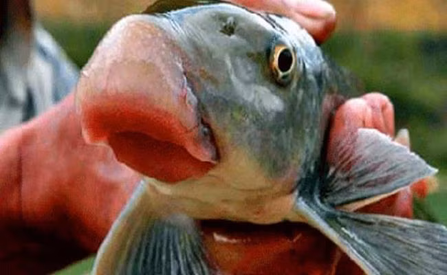 Giống như gà Đông Tảo, cá Anh Vũ cũng từng là sản vật tiến vua xưa kia. Cá Anh Vũ còn tượng trưng cho sự may mắn, cát tường cho gia chủ trong năm mới. Do vậy, đây cũng là món quà Tết được giới nhà giàu Việt ưa chuộng, thường dùng để tặng biếu đối tác, người thân.