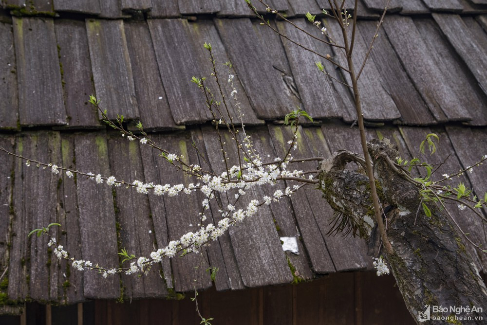 Xuân về trên mái sa mu. Ảnh: Hồ Nhật Thanh.