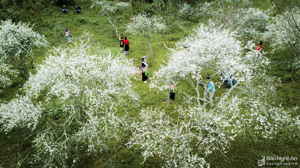 Mùa Xuân đã làm được những điều diệu kỳ đến khó tin. Ảnh: Hồ Nhật Thanh.