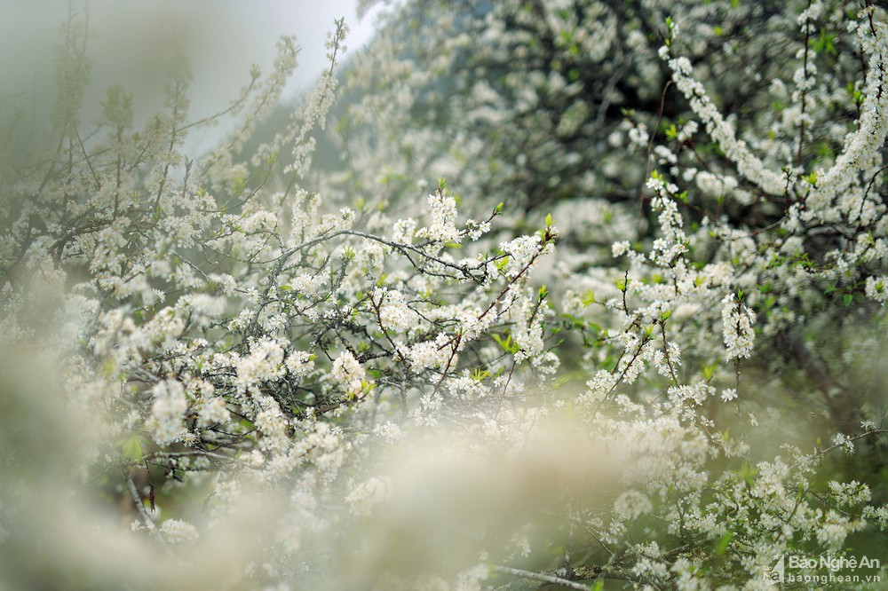 Mận bung nở từng chùm như mây sà xuống thung lũng. Ảnh: Sách Nguyễn.