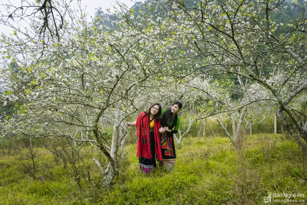 Mùa hoa mận nở cũng là mùa du khách đến với vùng rẻo cao Kỳ Sơn. Ảnh: Hồ Nhật Thanh.